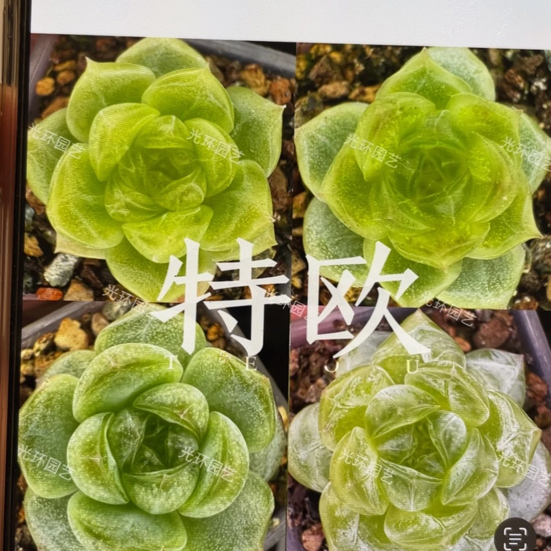 特欧种子20粒，推荐推荐