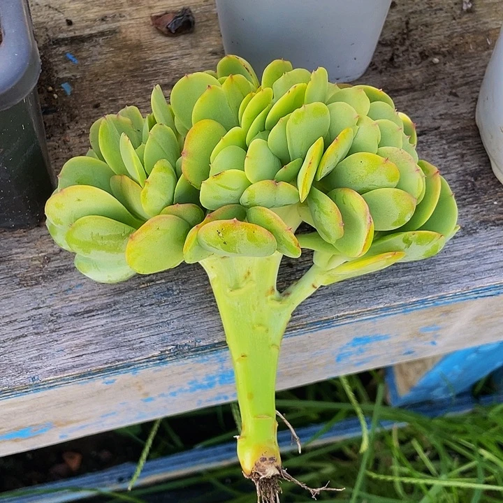 一***️多肉植物发货碧桃