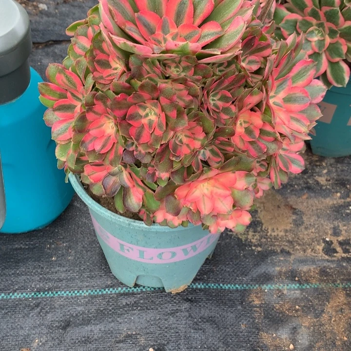 339女妖多肉植物特价