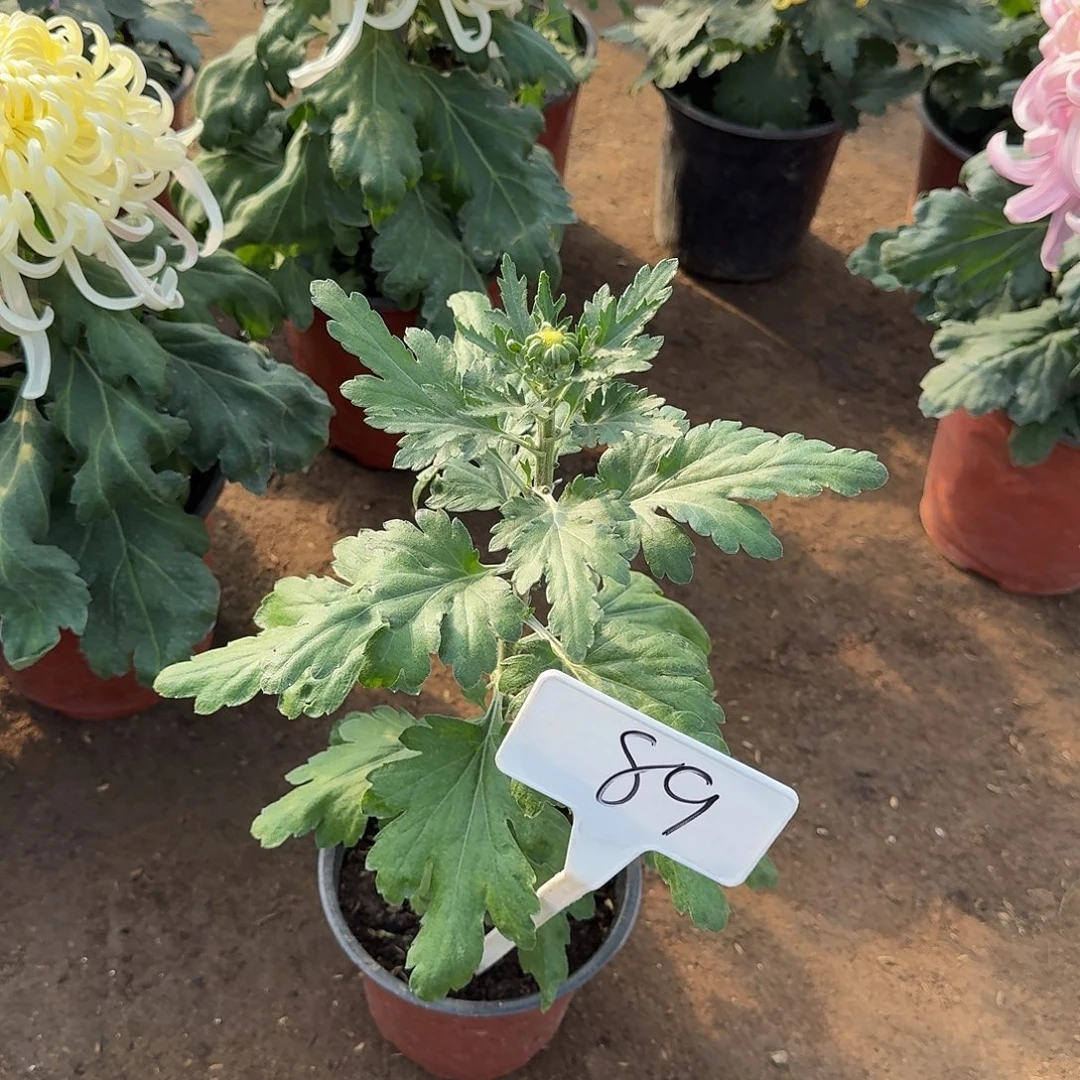 当前无花栽培后可以开花89
