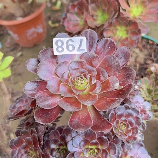 不***生多肉植物一个魔法