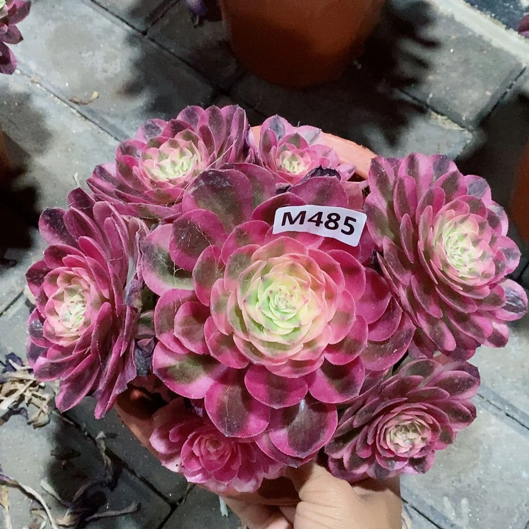 485荔枝冠17.8左右5555555