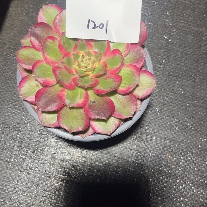 雨***虹多肉植物保护专业知识1201