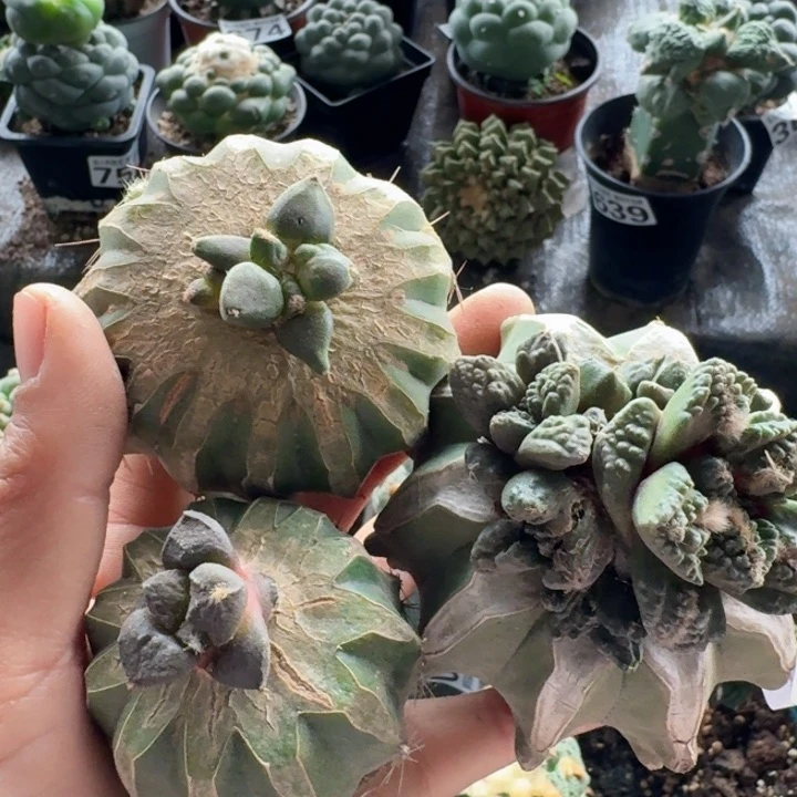 753三个苗接牡丹光面连山 志贺 丸叶青瓷