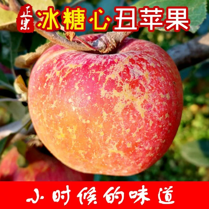 【正宗】云南昭通红富士丑苹果新鲜水果现摘当季脆甜苹果整箱包邮
