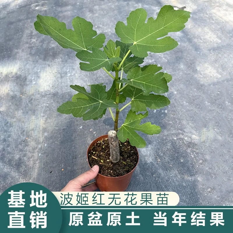 无花果树苗南北方盆栽水果地栽当年结果