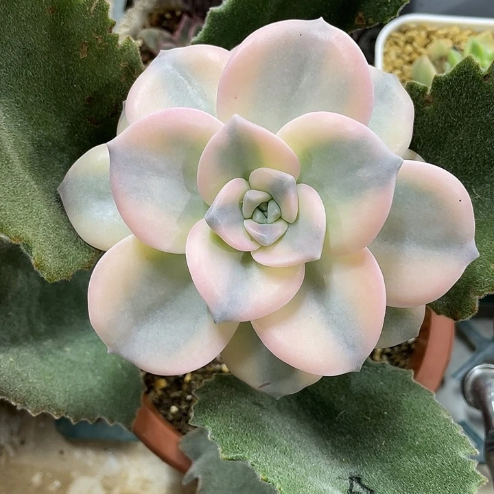 紫乐锦一物一拍锦龙