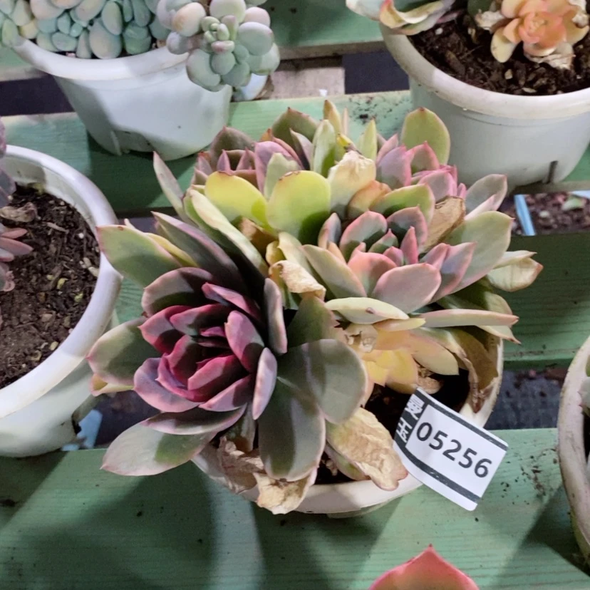 【闪购商品】李*笑绮罗锦05256