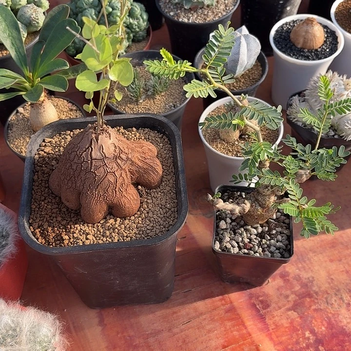 风***勇象足龟甲苏木仙人球