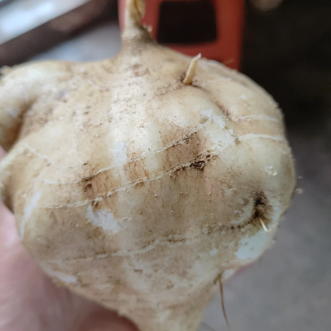 重庆梁平沙地新鲜现挖凉薯白地瓜当季时令蔬菜水果