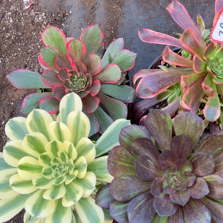 多肉植物382不售后