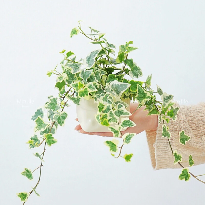 雪莹常春藤爱心叶出锦ins风阳台垂吊小型植物