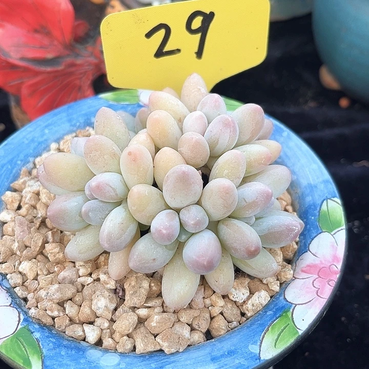 汤圆29号码牌子的话