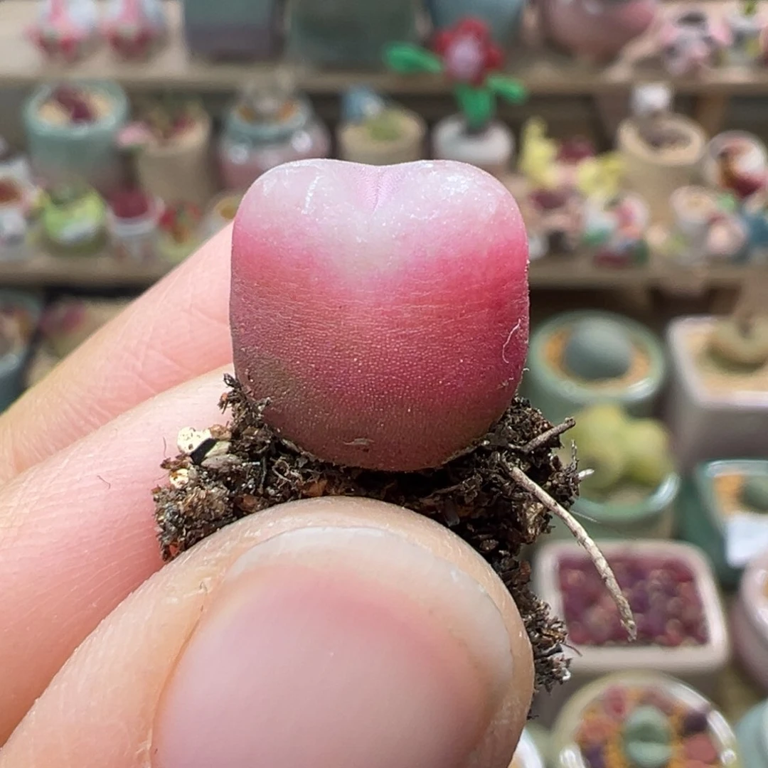 多肉植物146号吕氏