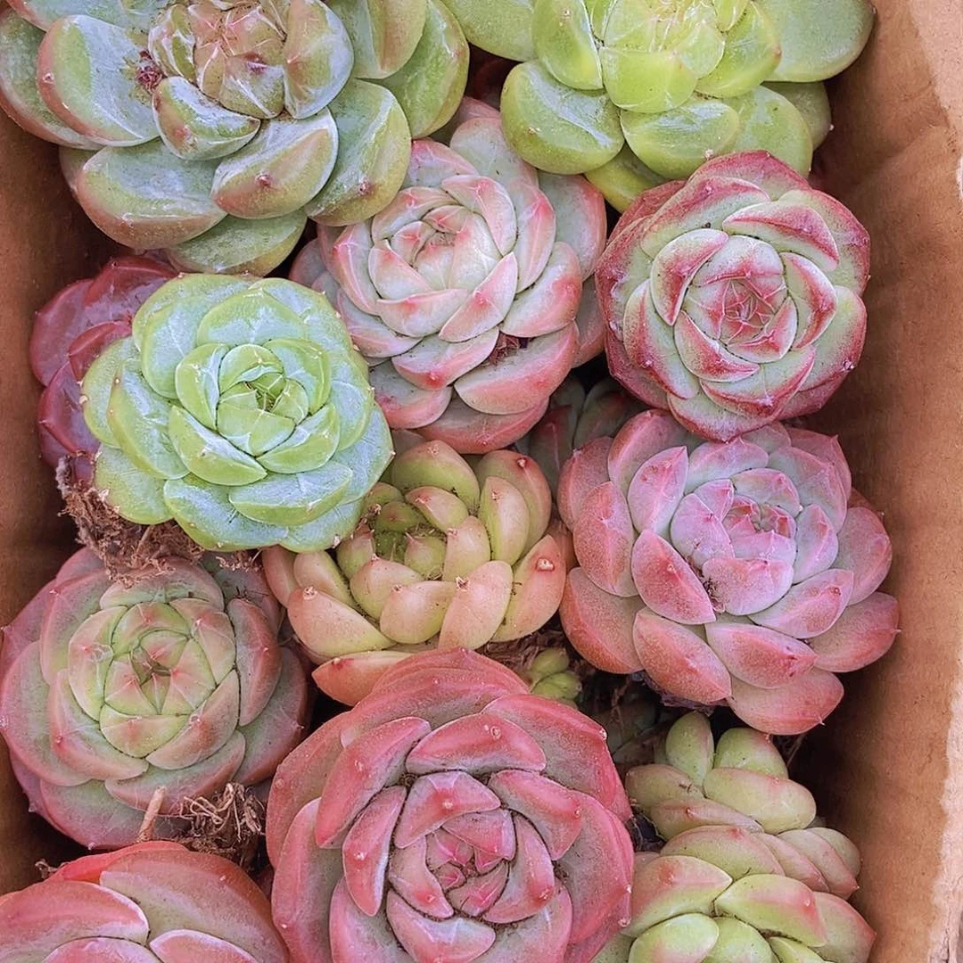 000000000002量拍保底20颗