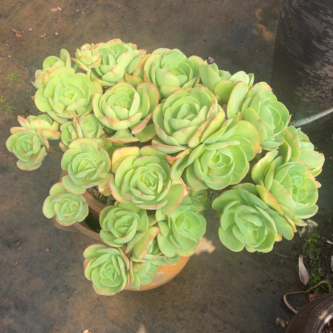 露养老桩碧桃脱土发裸肉