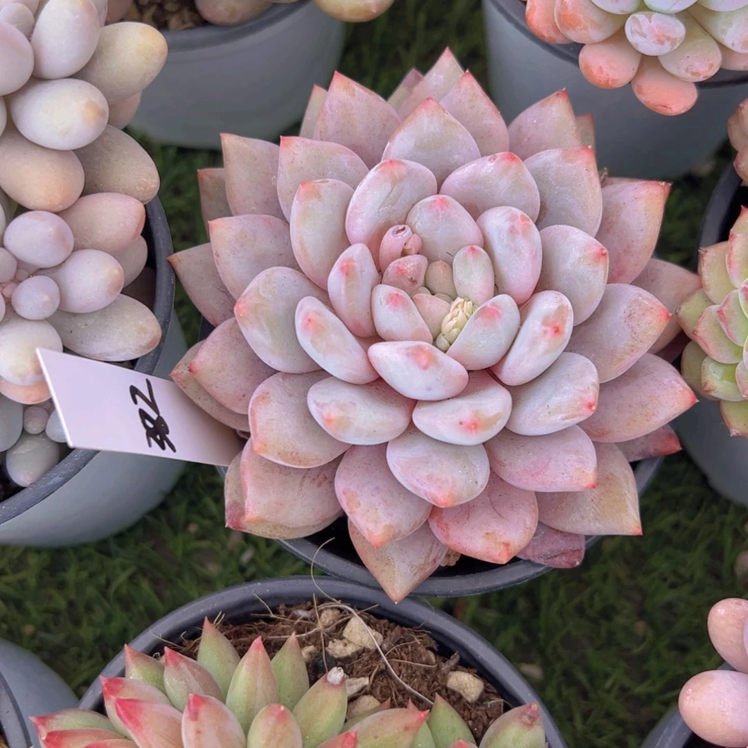 香玉的故事是一个人的故事