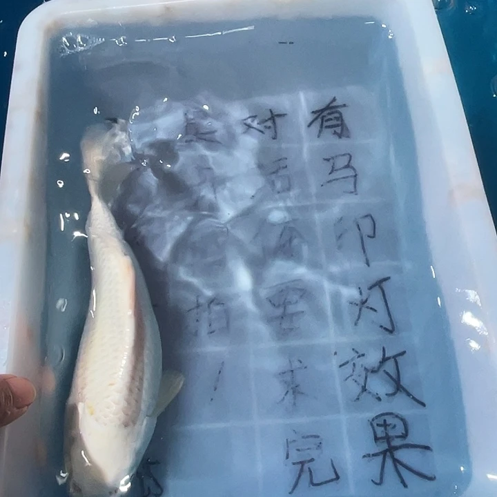 蝴蝶鲤鱼渔场直发85