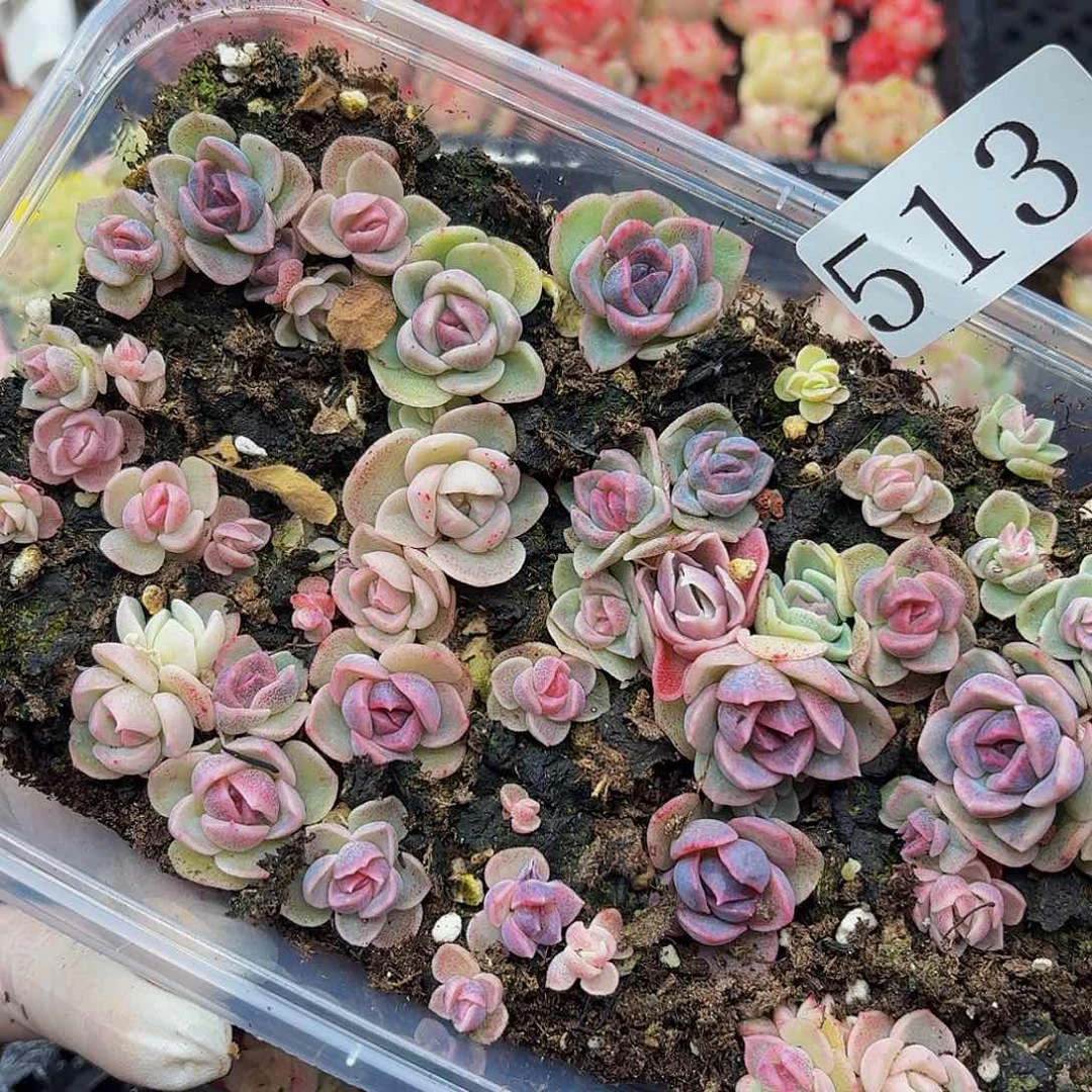 多肉植物多肉植物513