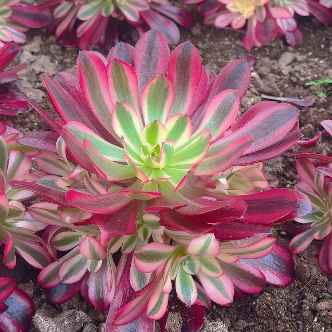 美杜莎手捧多肉植物