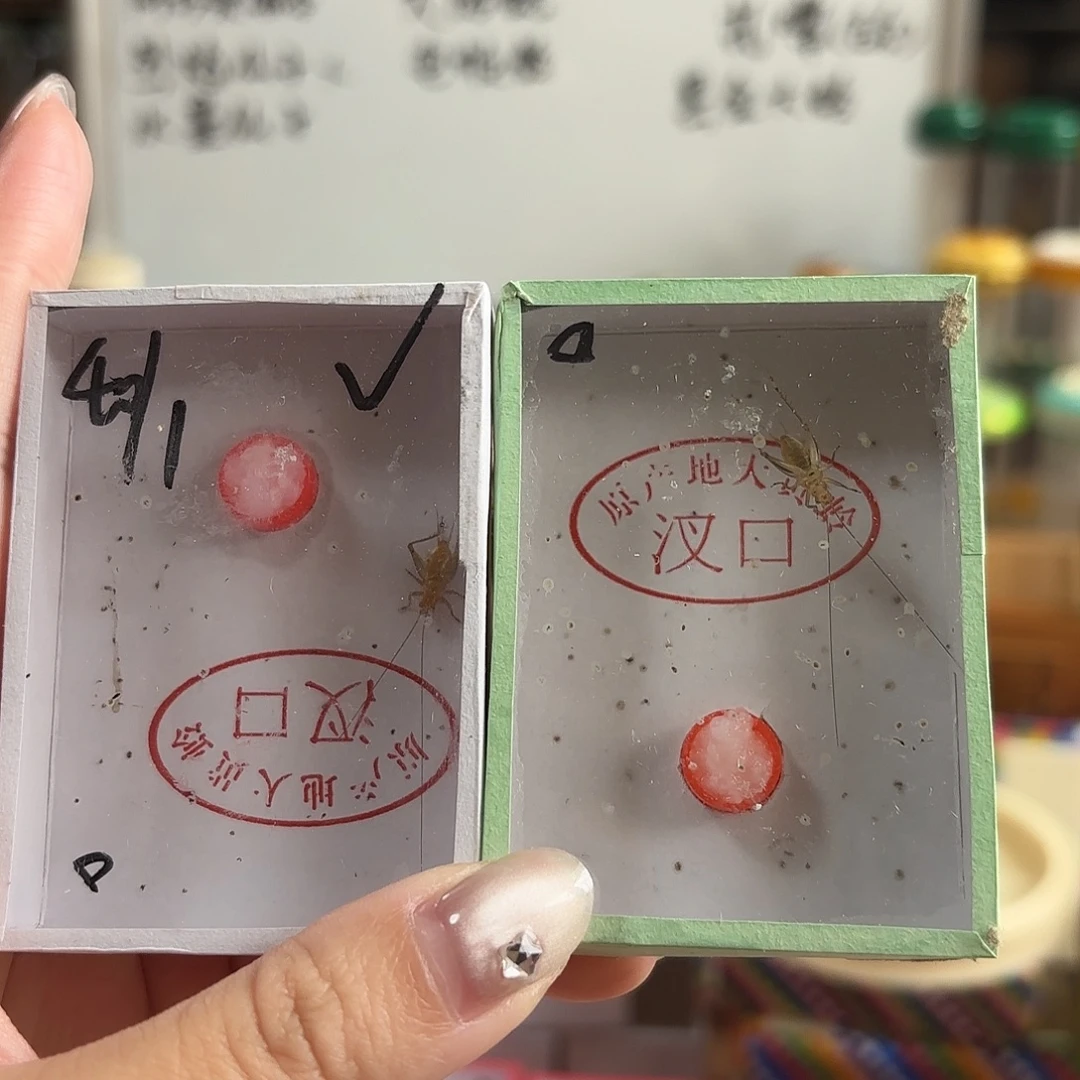 两条中须人工大黄