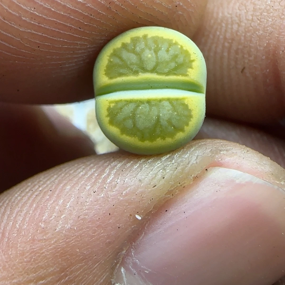 033 生石花大棚直播