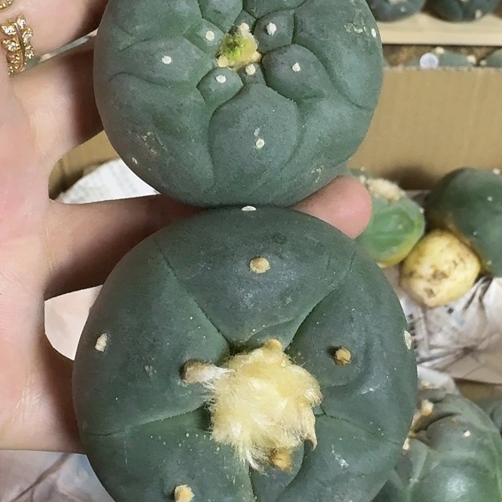 完全开放莽*实生园艺观赏植物