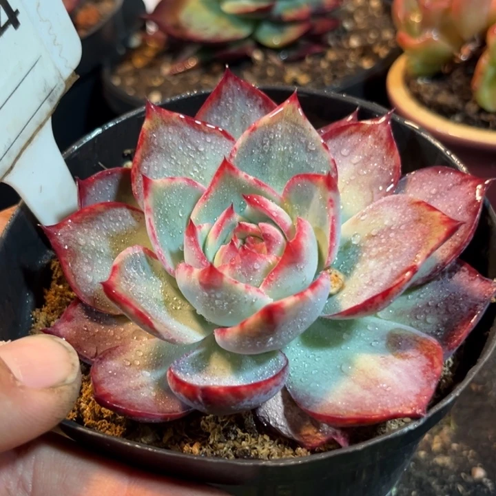 惊鸿一物一拍包装收缩花旱824
