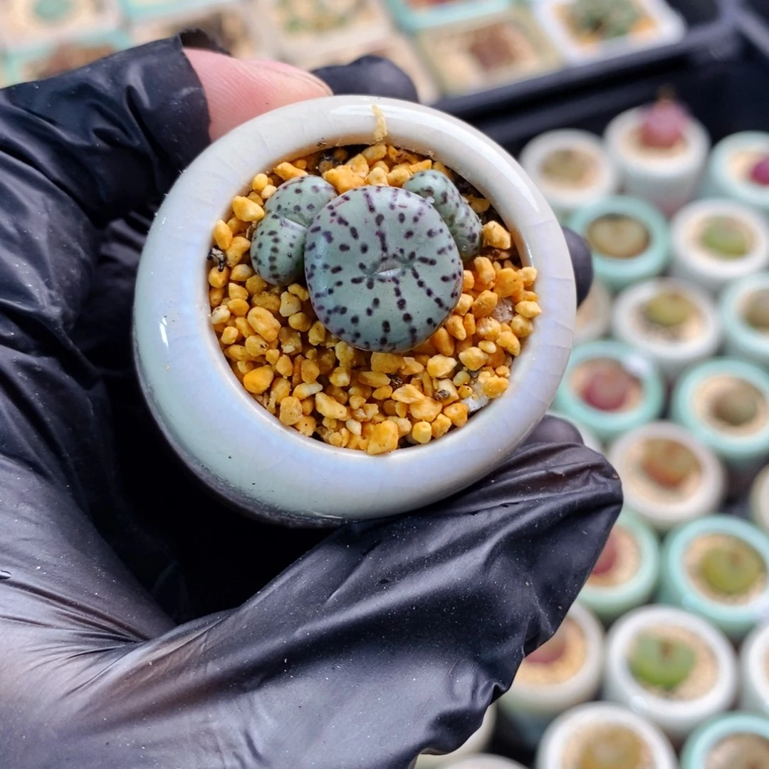 2218-一物一拍 带盆发