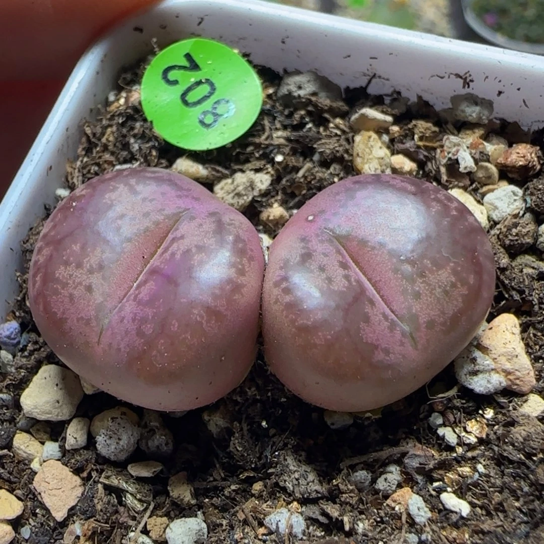 杂交漂亮多肉植物802