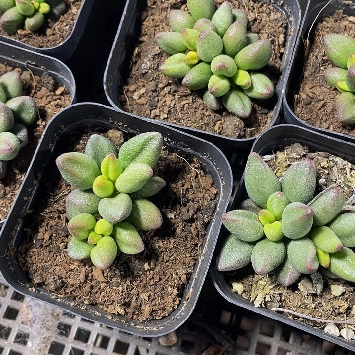 小红嘴水泡5.8带盆