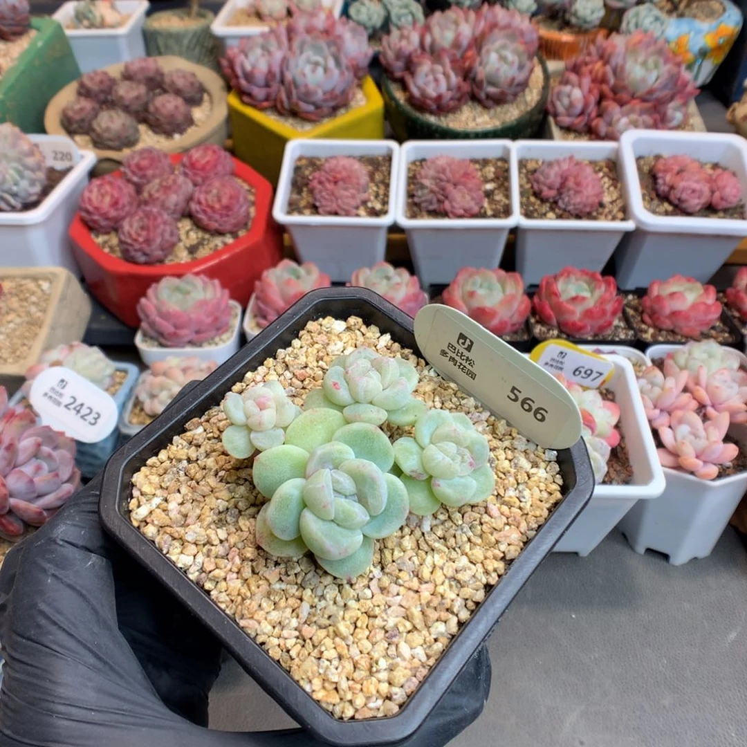 反*序566 冰玉石化多肉