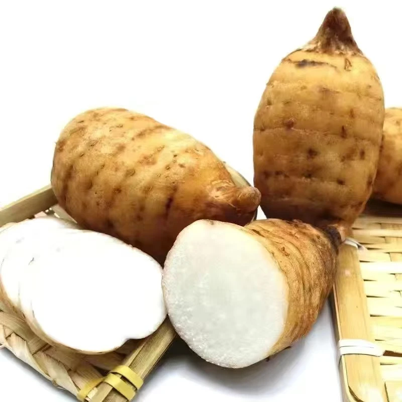 湖北宜昌新鲜现挖高山林下新鲜食用天麻