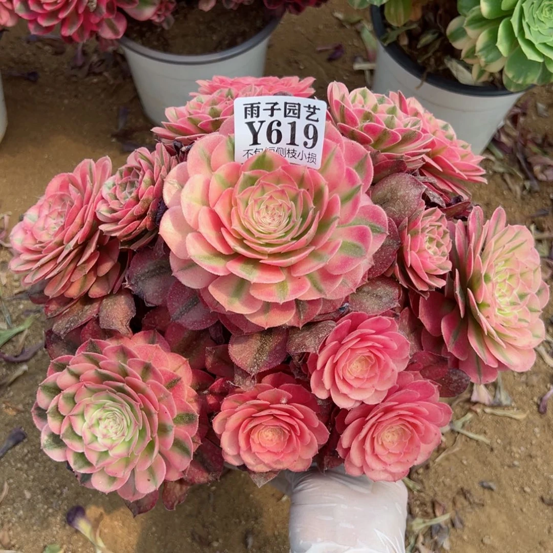 619荔枝尺寸25左右