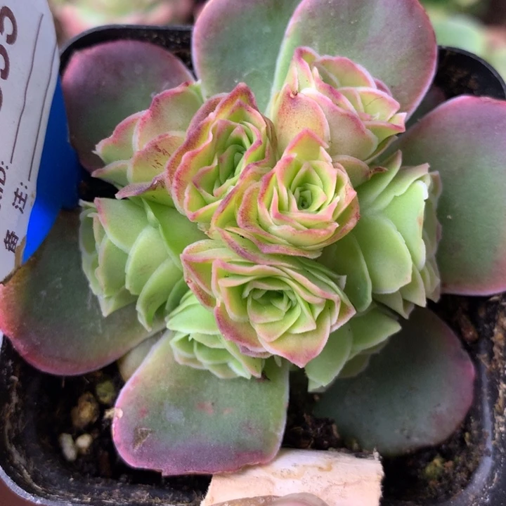 一物一拍天使之翼035