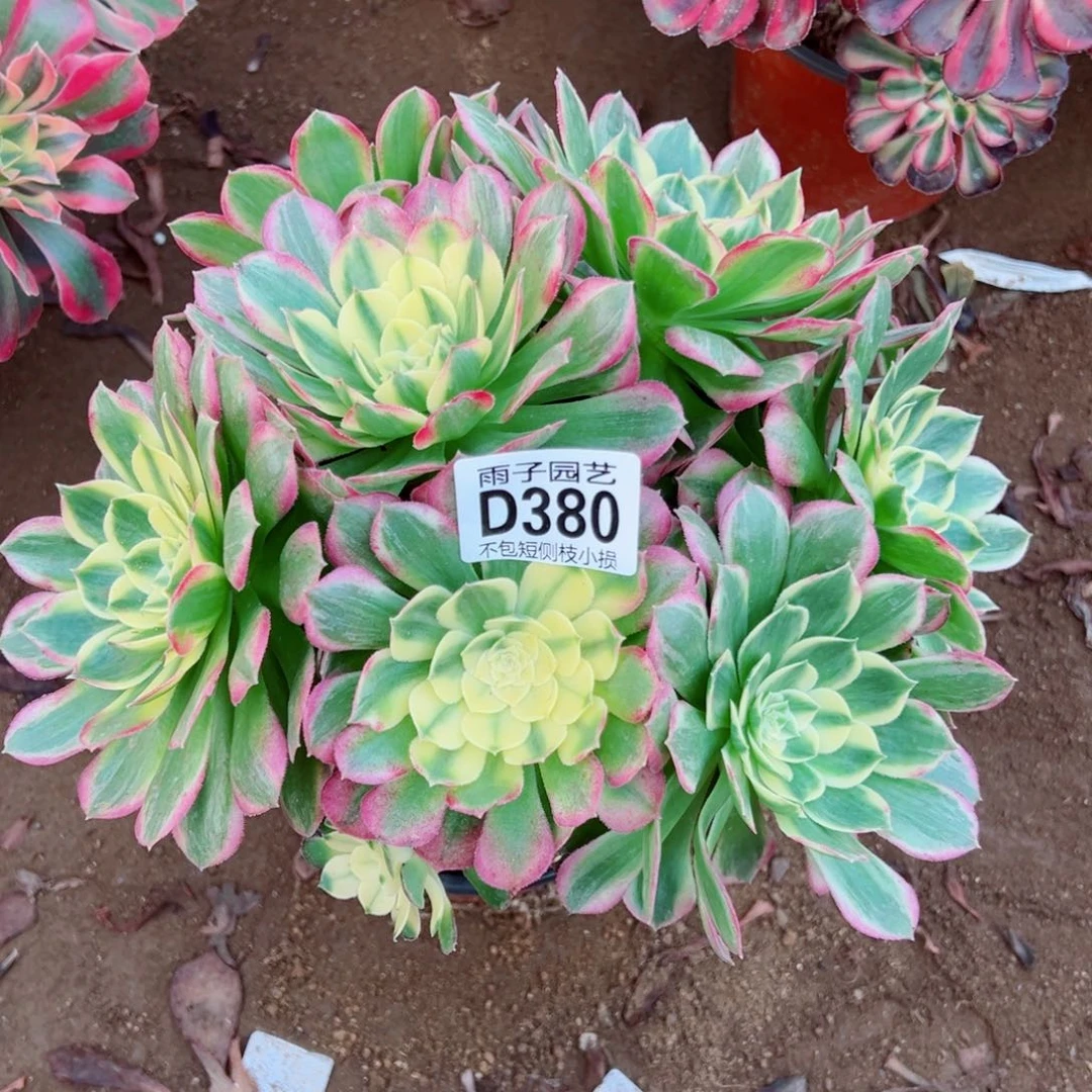 380海王雨子多肉植物