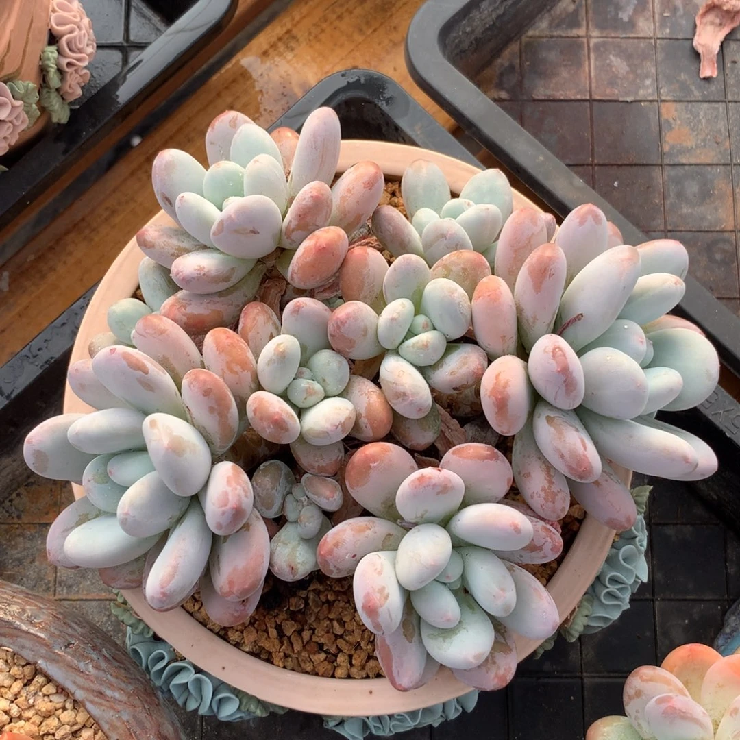 香水也很香哦的对