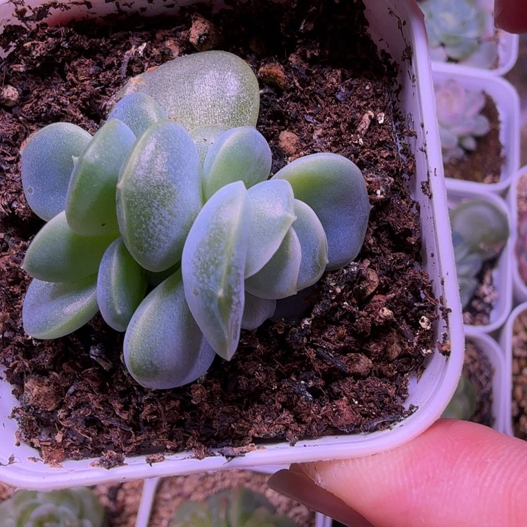 静静珍泥叶插苗一物一拍