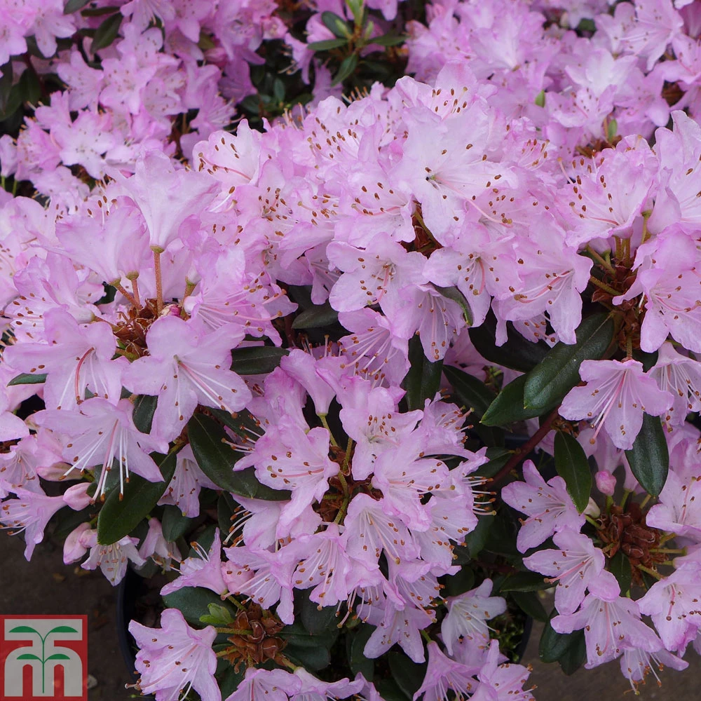 虹越 | 进口高山杜鹃“尖尾鸭”盆栽 矮生小叶花大阳台花园