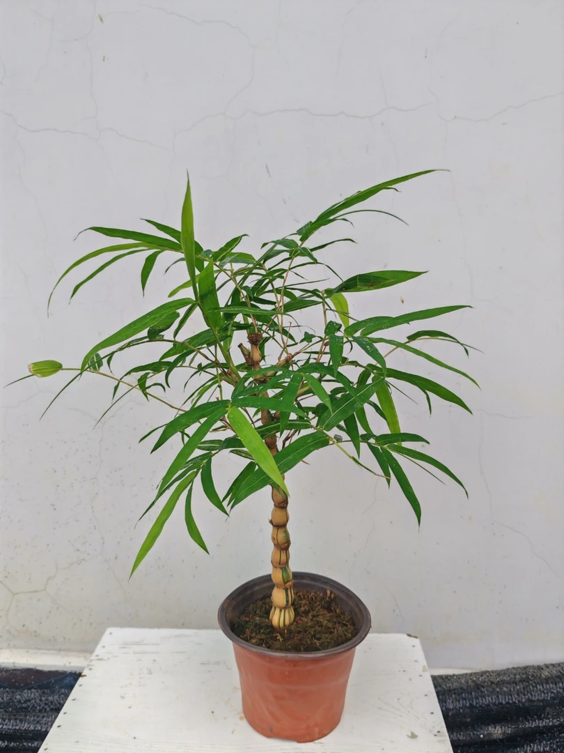 金丝佛肚竹，竹报平安，节节高升四季常青（直播间一物一拍）绿植室内