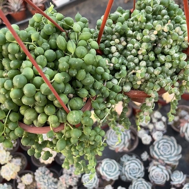 吊兰佛珠满25包邮