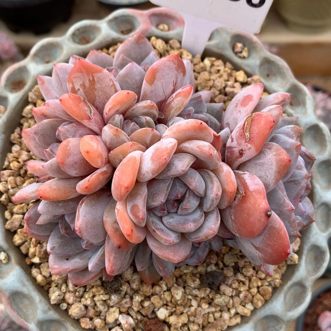 A1938 橙子 老桩8头 开播福利