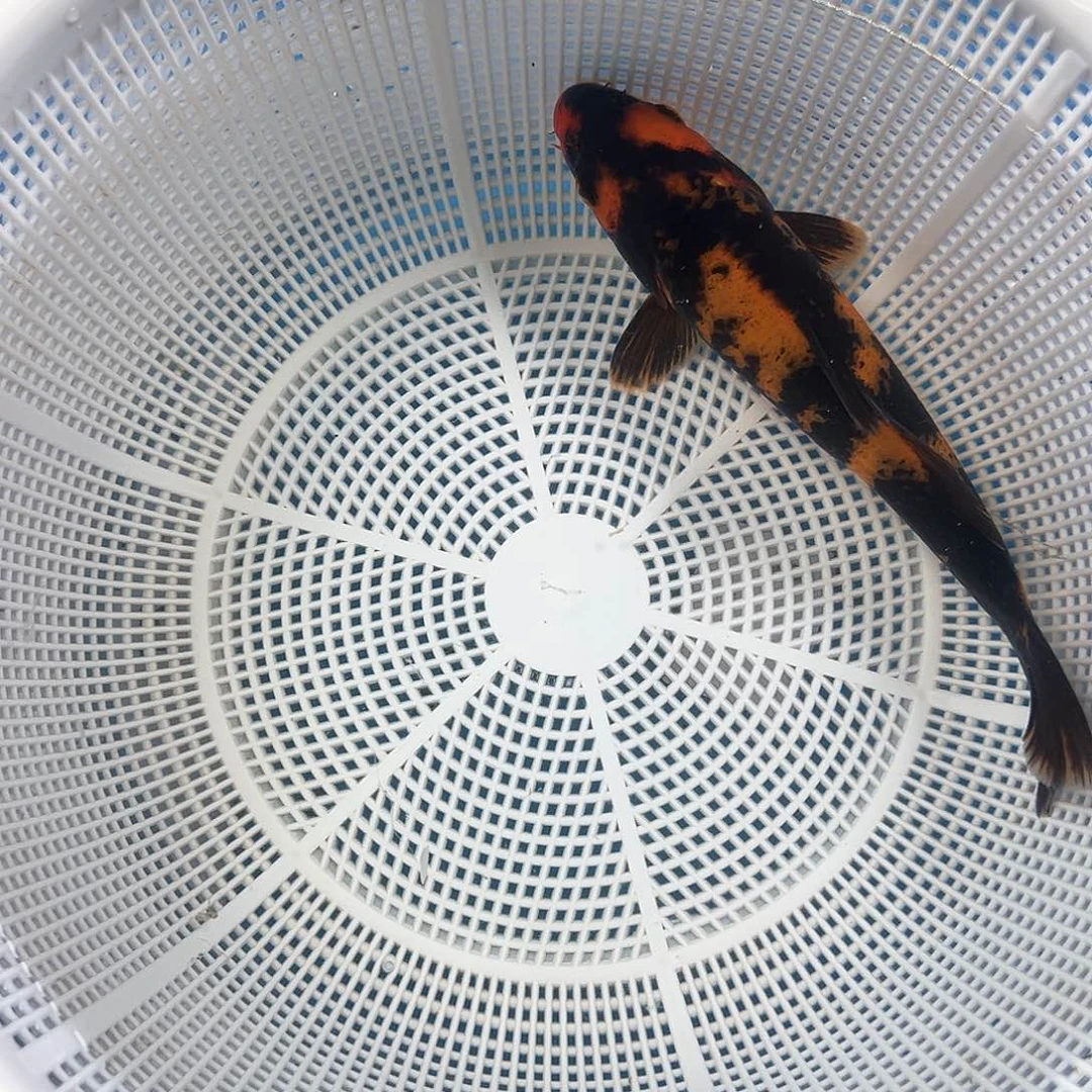 锦鲤鑫泓锦鲤养殖
