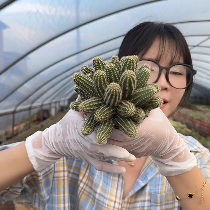 特鲁迪（掉头掉崽不售后）