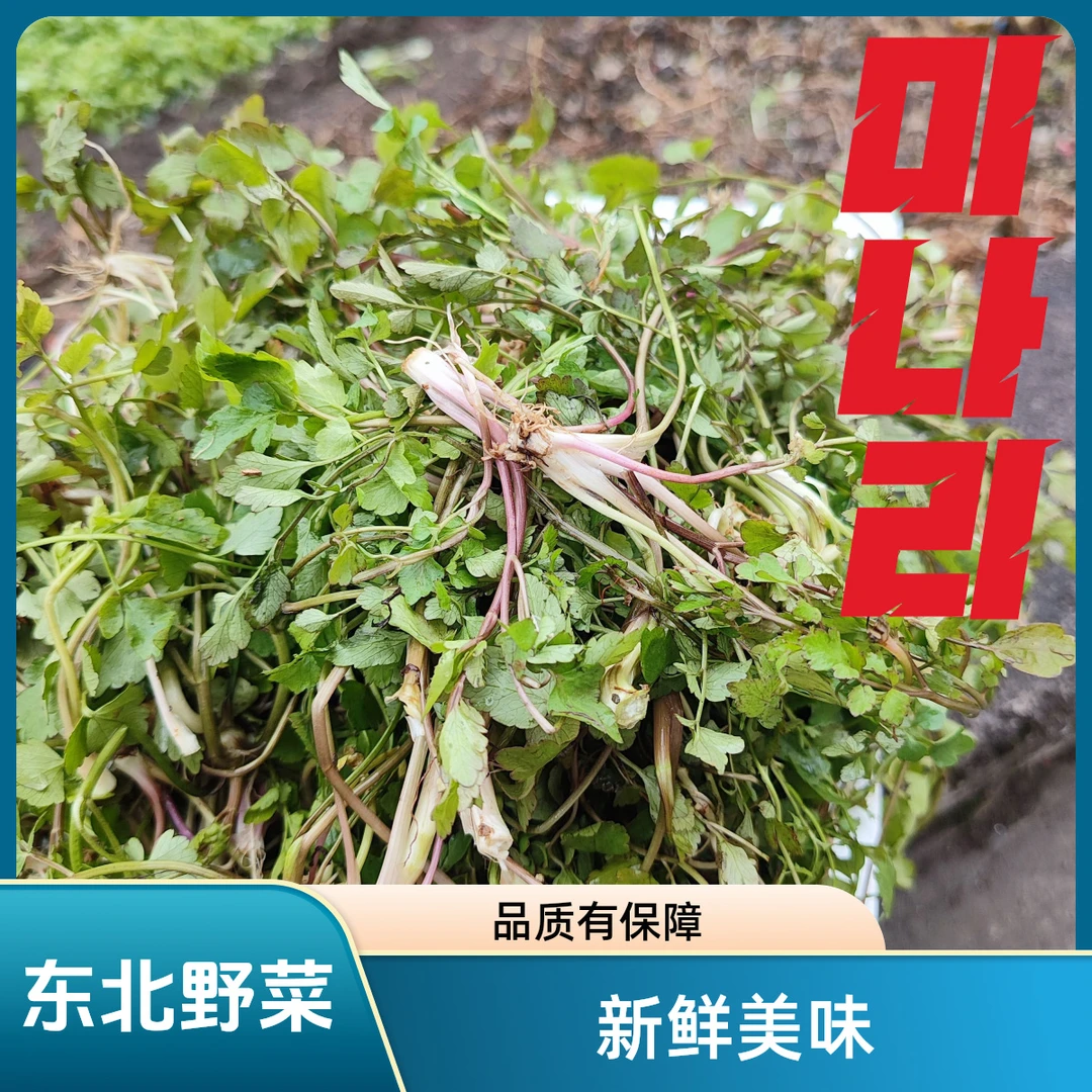 【水芹菜】东北山野菜新鲜500克春季山菜炒肉凉拌菜做馅2斤包邮快递