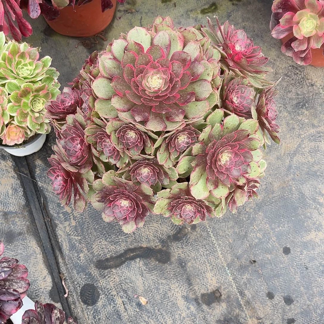 无花朵粉花妖法师多肉植物漂亮