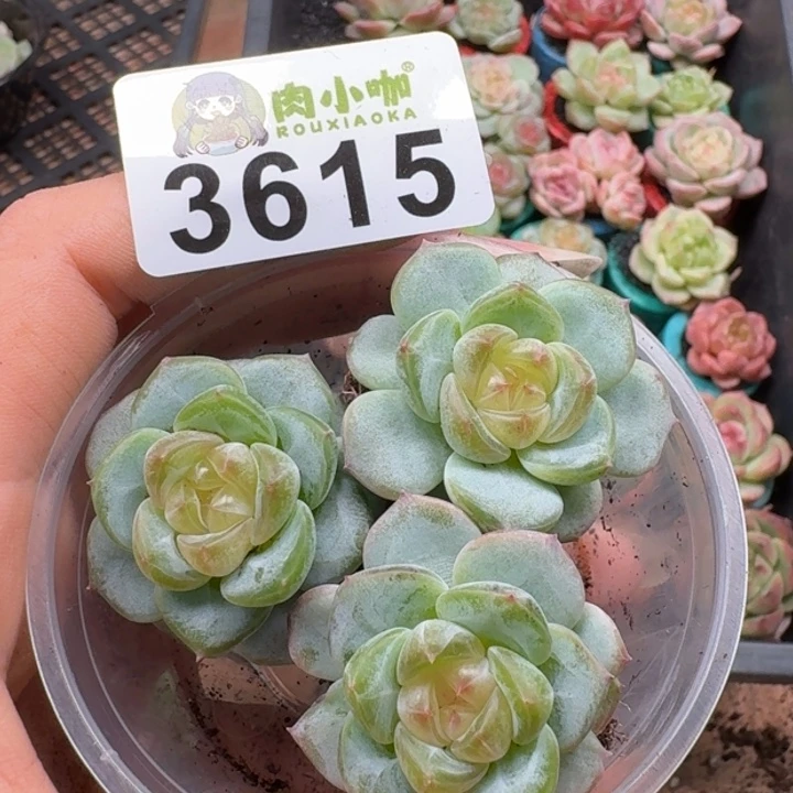 丁***霞多肉植物多肉植物