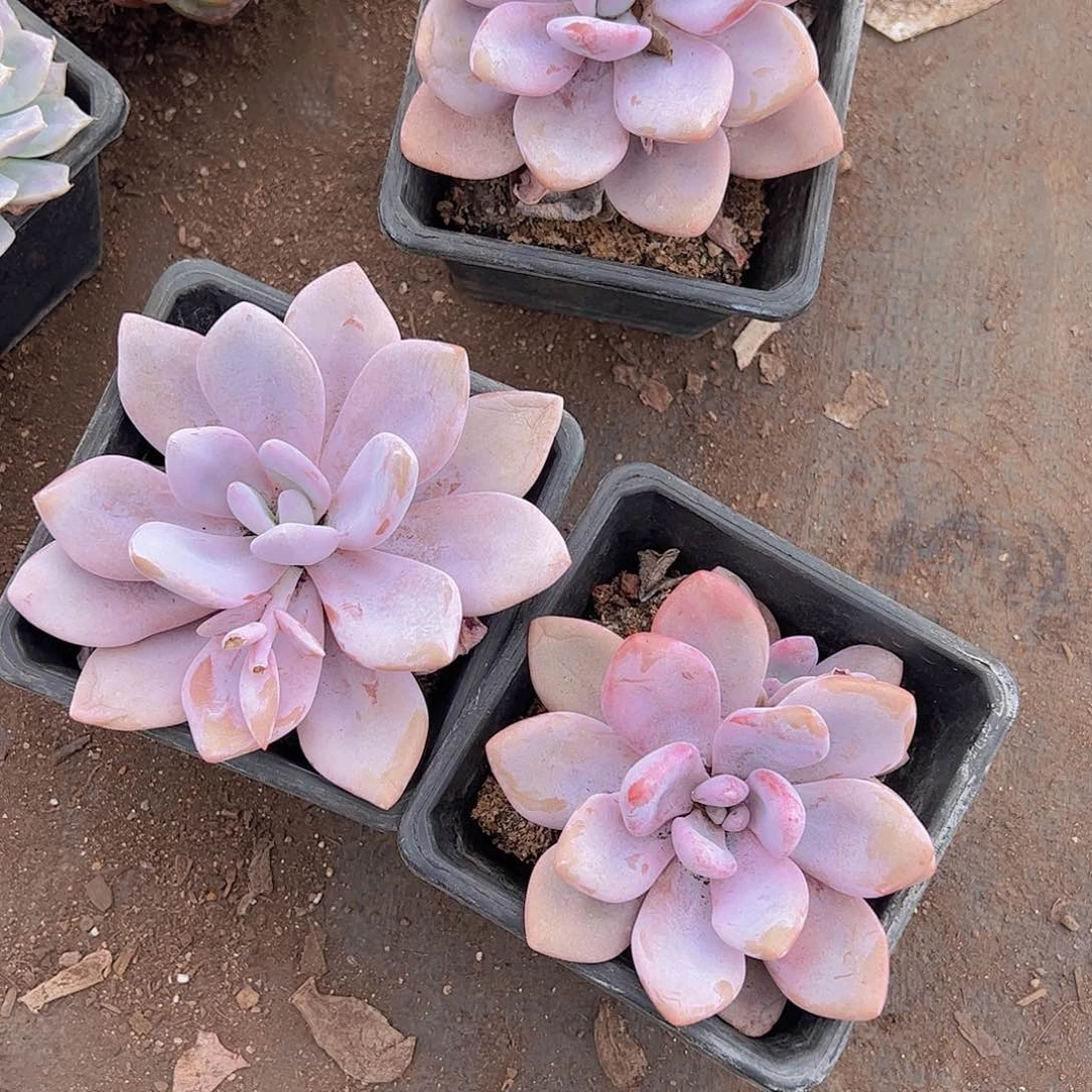 粉兔大单头精品精品二盆