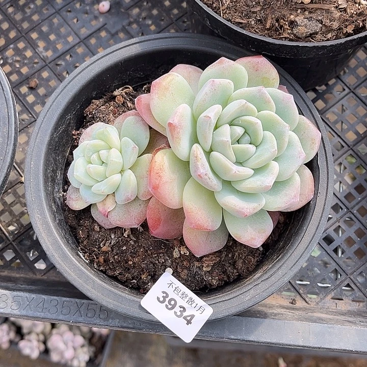 阿雅园艺。     3934