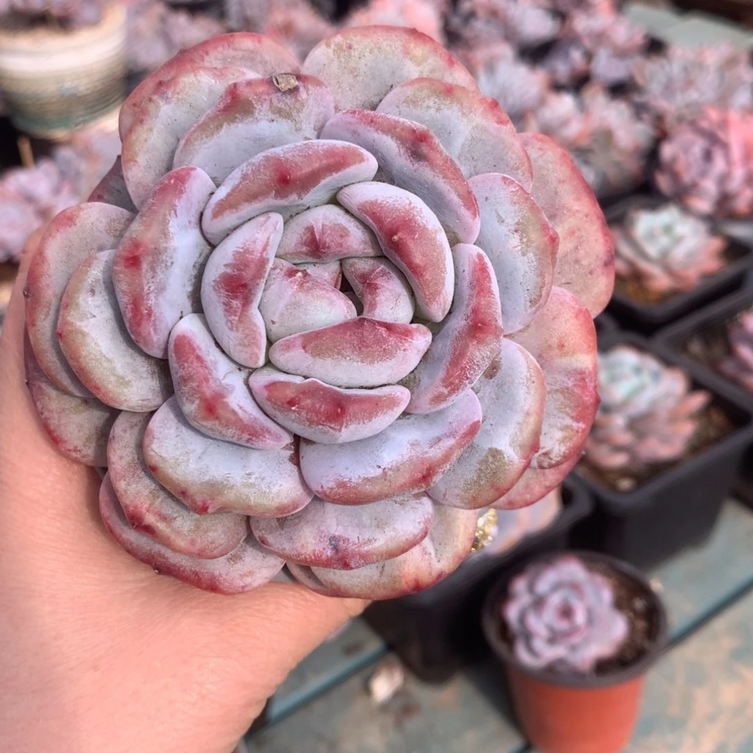 石榴籽石化哈哈哈哈哈哈哈哈哈哈哈